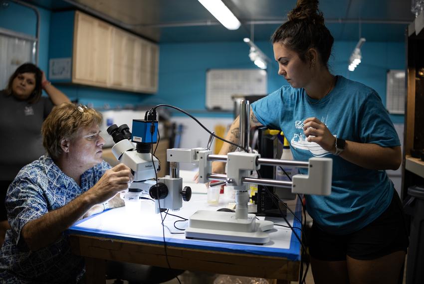 Texas scientists restore Gulf coral years after BP oil spill The